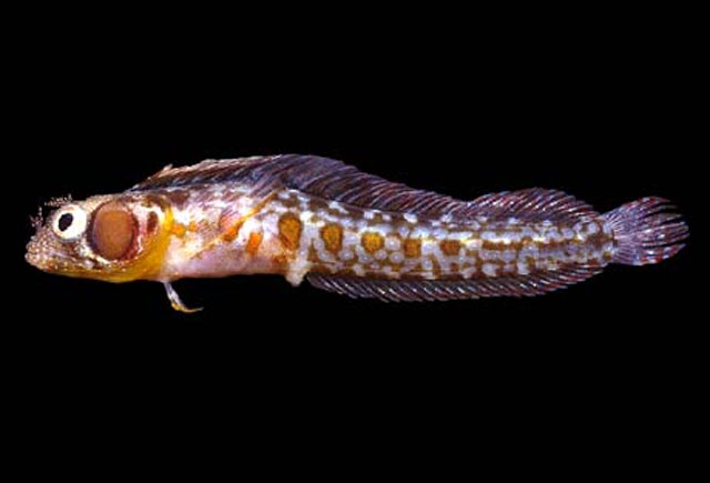 Acanthemblemaria crockeri